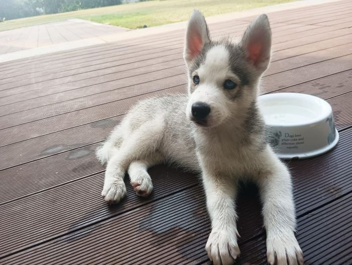 DogsIndia.com - Siberian Husky - Dr.Gowtham