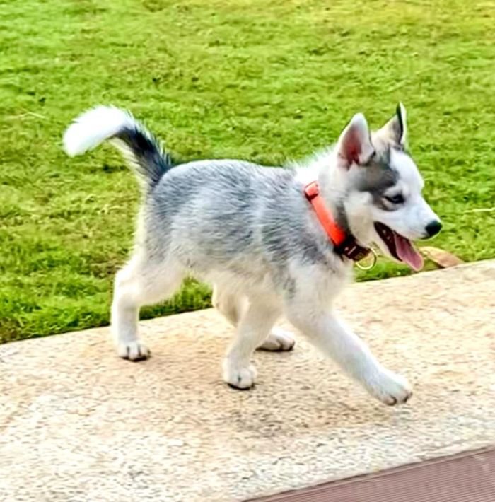 DogsIndia.com - Siberian Husky - Dr.Gowtham