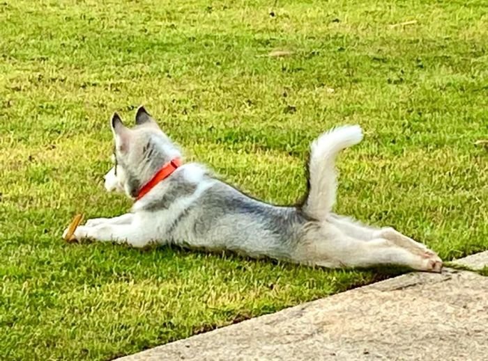 DogsIndia.com - Siberian Husky - Dr.Gowtham