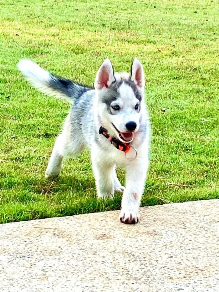 DogsIndia.com - Siberian Husky - Dr.Gowtham