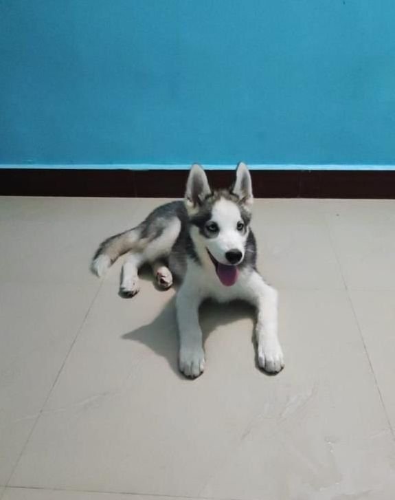 DogsIndia.com - Siberian Husky - Dr.Gowtham