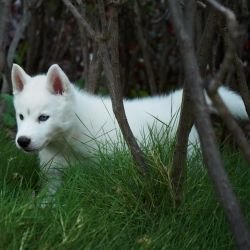 DogsIndia.com - Siberian Husky - Gururaj Mahadev