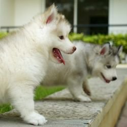 DogsIndia.com - Siberian Husky - Gururaj Mahadev