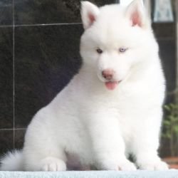 DogsIndia.com  Siberian Husky  Gururaj