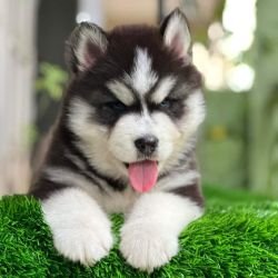 DogsIndia.com  Siberian Husky  Gururaj