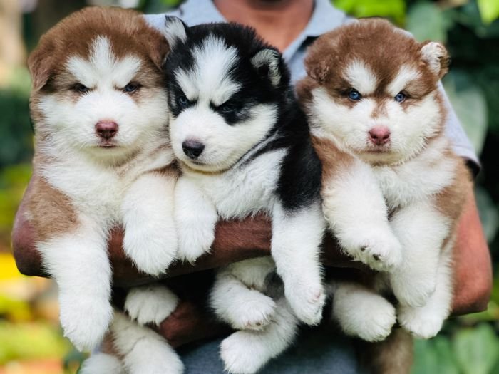 DogsIndia.com Siberian Husky Gururaj