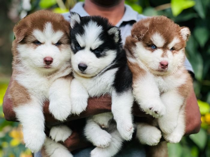DogsIndia.com Siberian Husky Gururaj