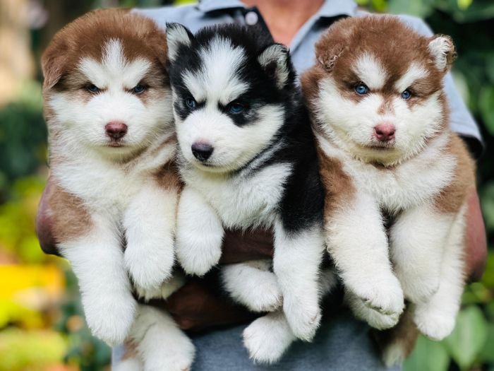 DogsIndia.com Siberian Husky Gururaj