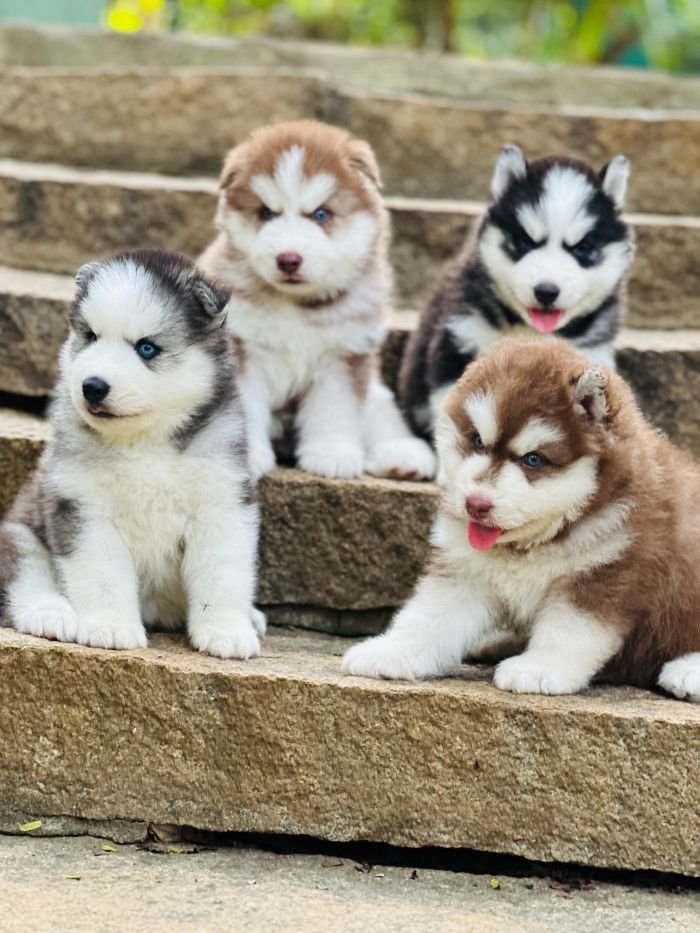DogsIndia.com Siberian Husky Gururaj