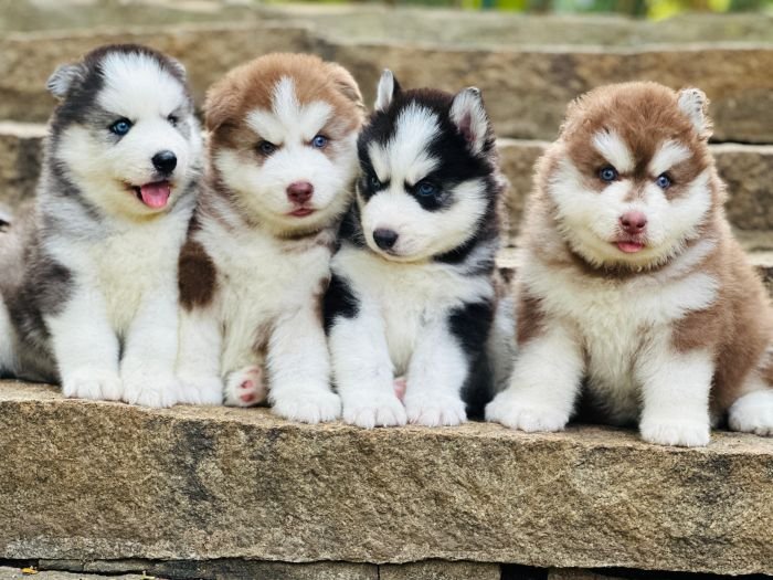DogsIndia.com Siberian Husky Gururaj
