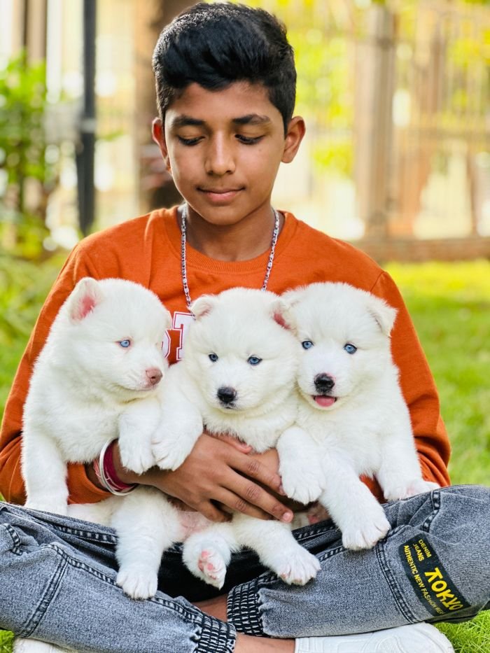 DogsIndia.com Siberian Husky Gururaj