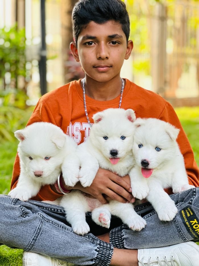 DogsIndia.com Siberian Husky Gururaj