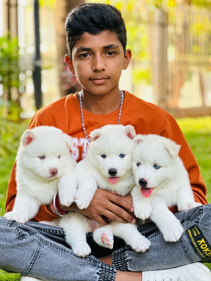 DogsIndia.com Siberian Husky Gururaj