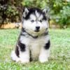 DogsIndia.com - Siberian Husky - Gururaj