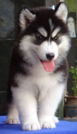 DogsIndia.com - Siberian Husky - Gururaj