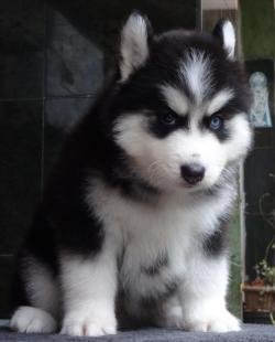 DogsIndia.com - Siberian Husky - Gururaj
