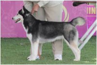 DogsIndia.com - Siberian Husky - Happy Minds - Abhijit