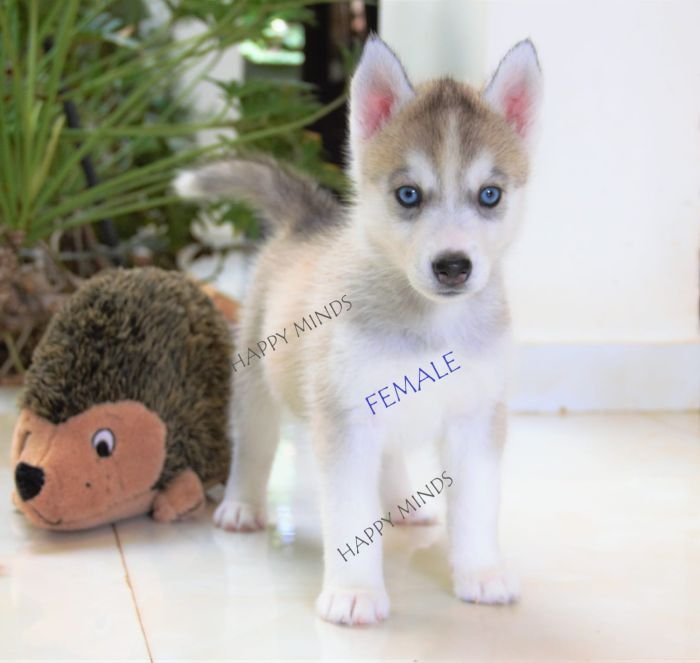 DogsIndia.com - Siberian Husky - Happy Minds Kennel