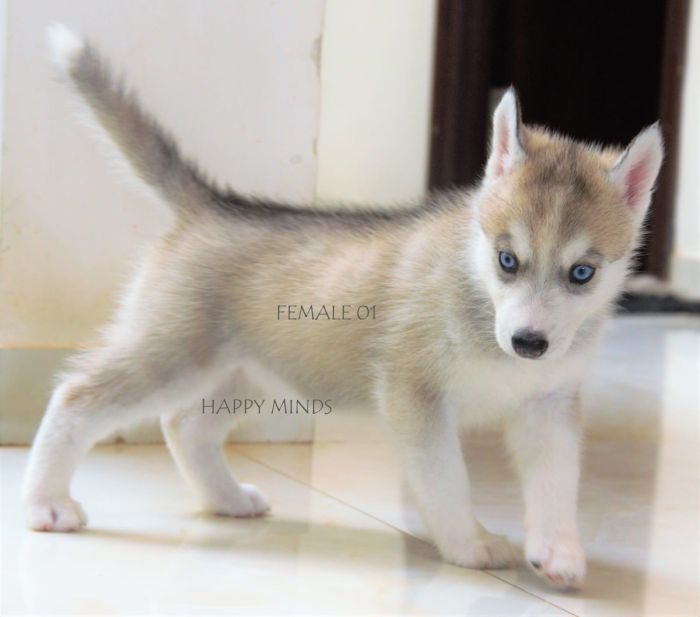 DogsIndia.com - Siberian Husky - Happy Minds Kennel
