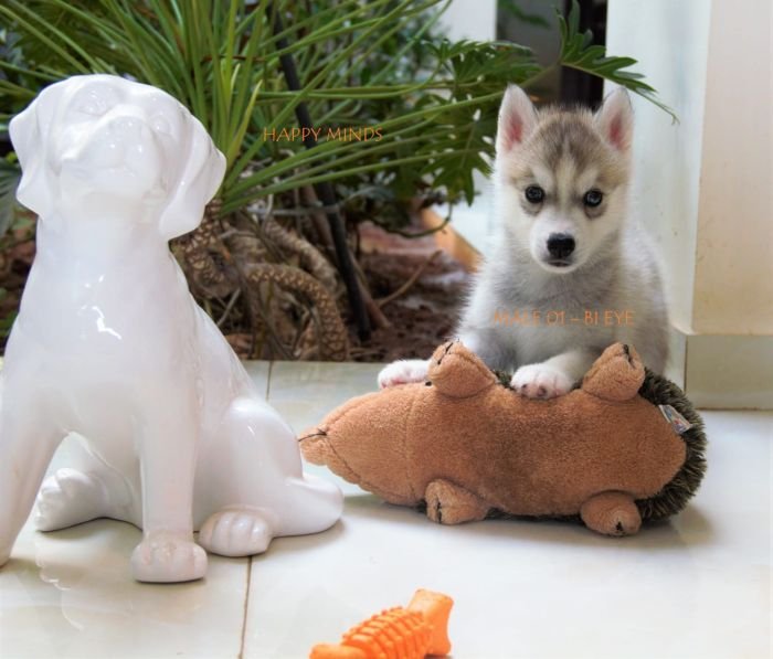 DogsIndia.com - Siberian Husky - Happy Minds Kennel