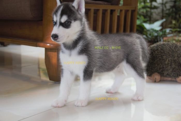 DogsIndia.com - Siberian Husky - Happy Minds Kennel