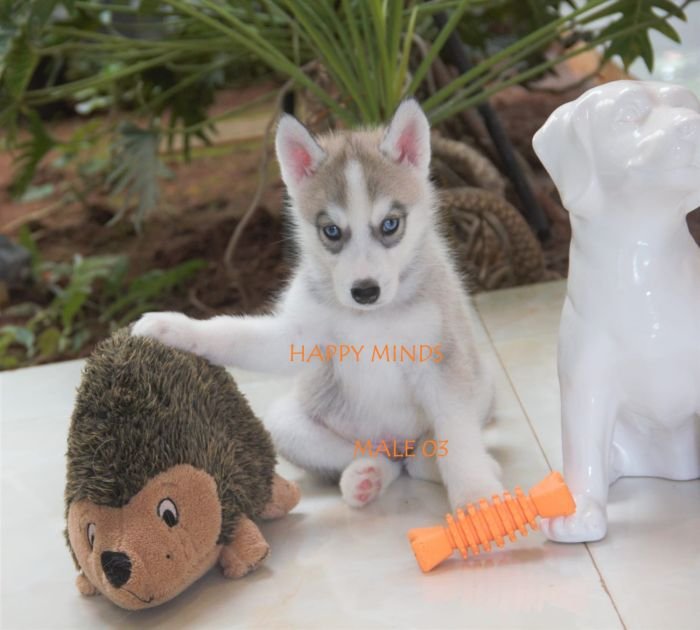 DogsIndia.com - Siberian Husky - Happy Minds Kennel