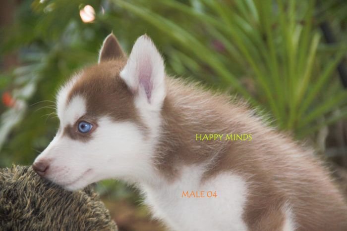 DogsIndia.com - Siberian Husky - Happy Minds Kennel