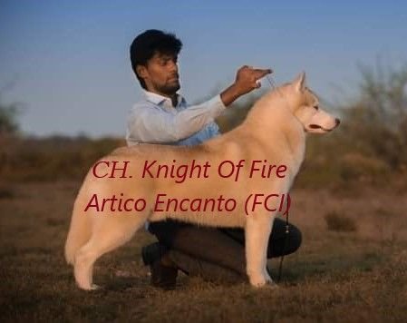 DogsIndia.com - Siberian Husky - Happy Minds Kennel