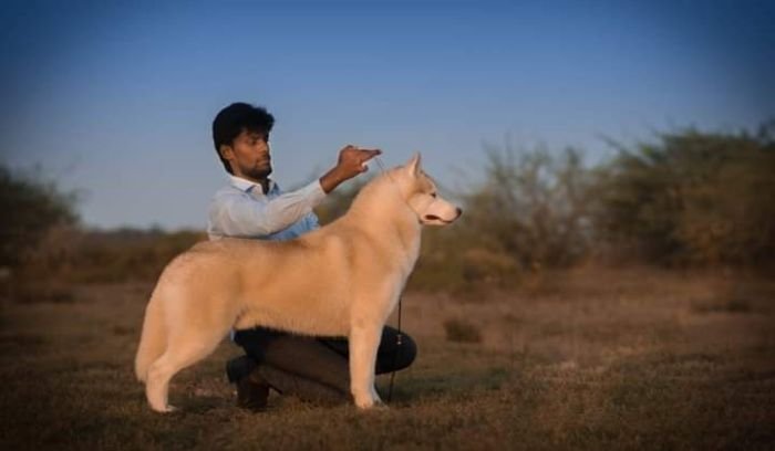 DogsIndia.com - Siberian Husky - Happy Minds Kennel