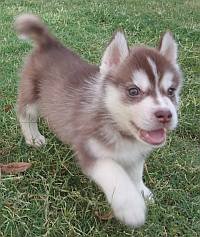DogsIndia.com - Siberian Husky - Kap Kennels - Kapil Chitkara