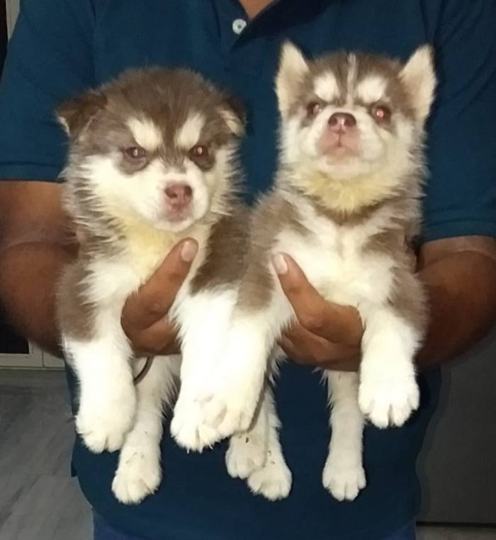 DogsIndia.com - Siberian Husky - Kap Kennels - Kapil Chitkara