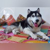 DogsIndia.com - Siberian Husky - Kartikey Singh