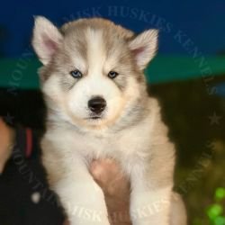 DogsIndia.com - Siberian Husky - Kartikey Singh