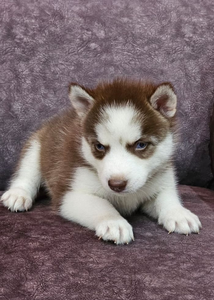 DogsIndia.com - Siberian Husky - Lakhan Soni