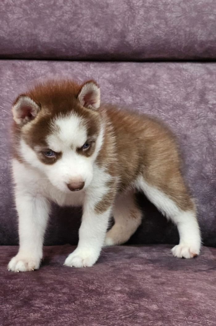 DogsIndia.com - Siberian Husky - Lakhan Soni