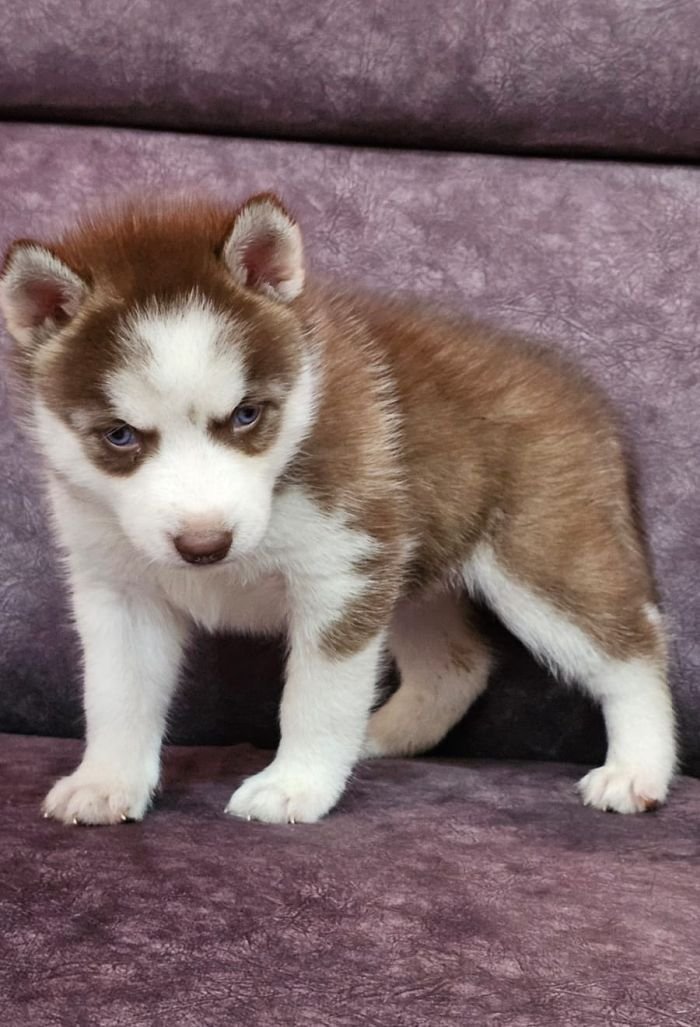 DogsIndia.com - Siberian Husky - Lakhan SoniDogsIndia.com - Siberian Husky - Lakhan Soni