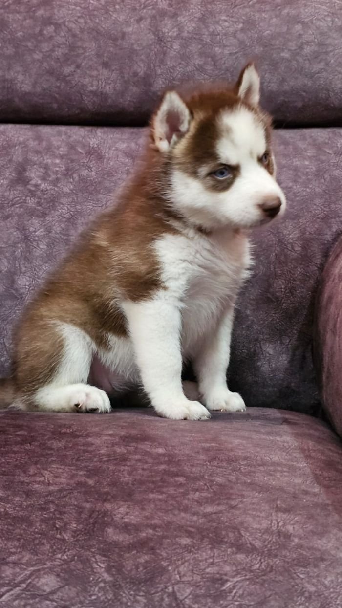 DogsIndia.com - Siberian Husky - Lakhan Soni