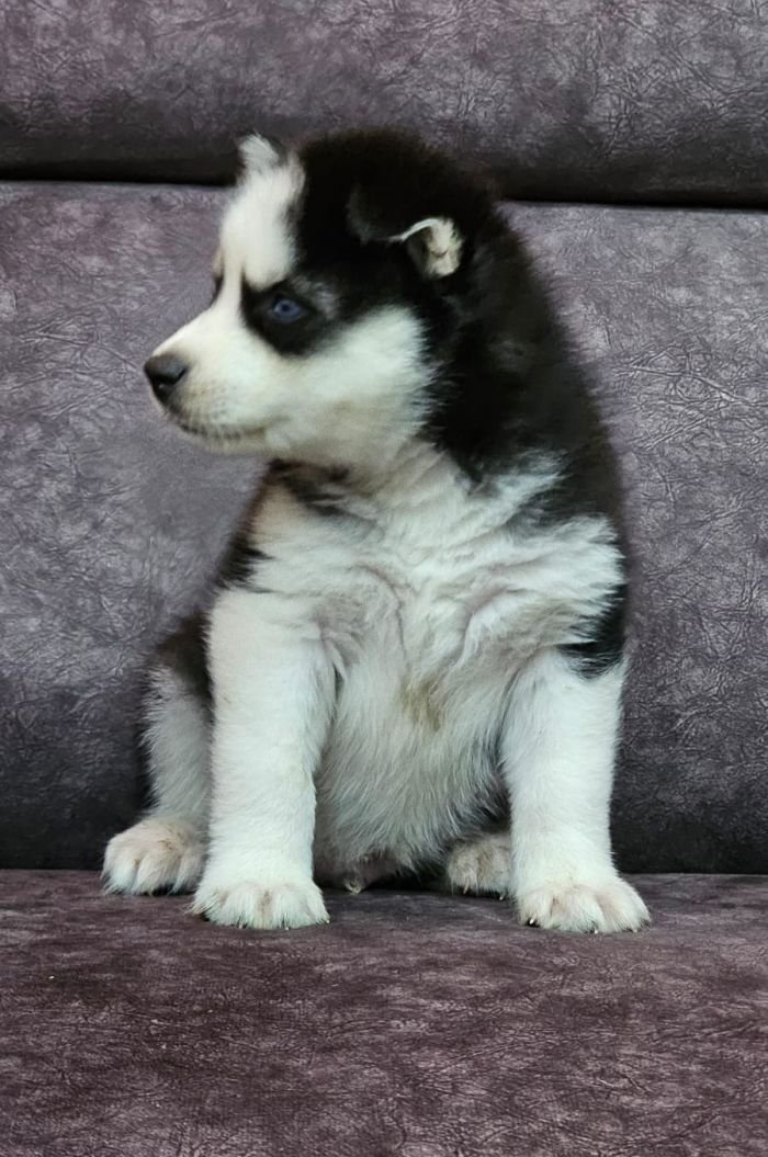 DogsIndia.com - Siberian Husky - Lakhan Soni