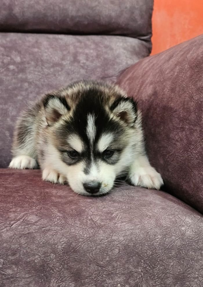 DogsIndia.com - Siberian Husky - Lakhan Soni