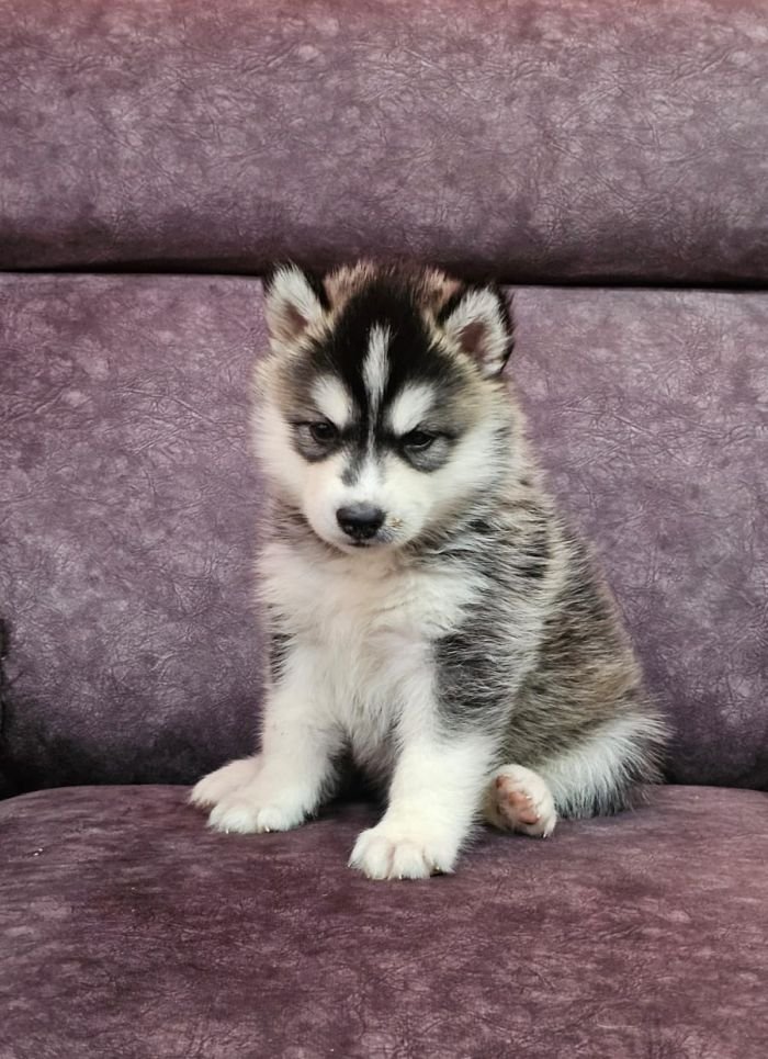 DogsIndia.com - Siberian Husky - Lakhan Soni