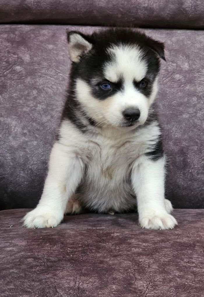 DogsIndia.com - Siberian Husky - Lakhan Soni