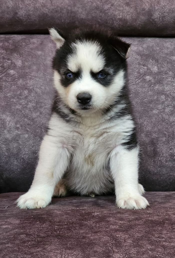 DogsIndia.com - Siberian Husky - Lakhan Soni