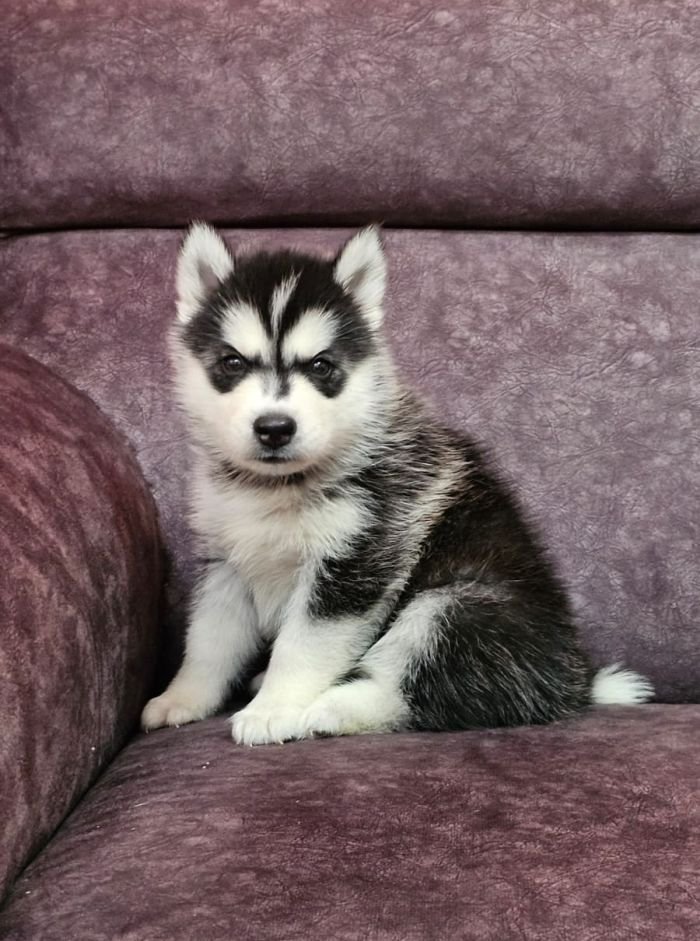 DogsIndia.com - Siberian Husky - Lakhan Soni