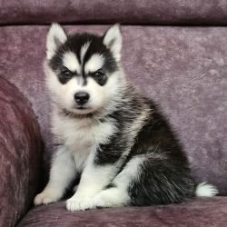 DogsIndia.com - Siberian Husky - Lakhan Soni