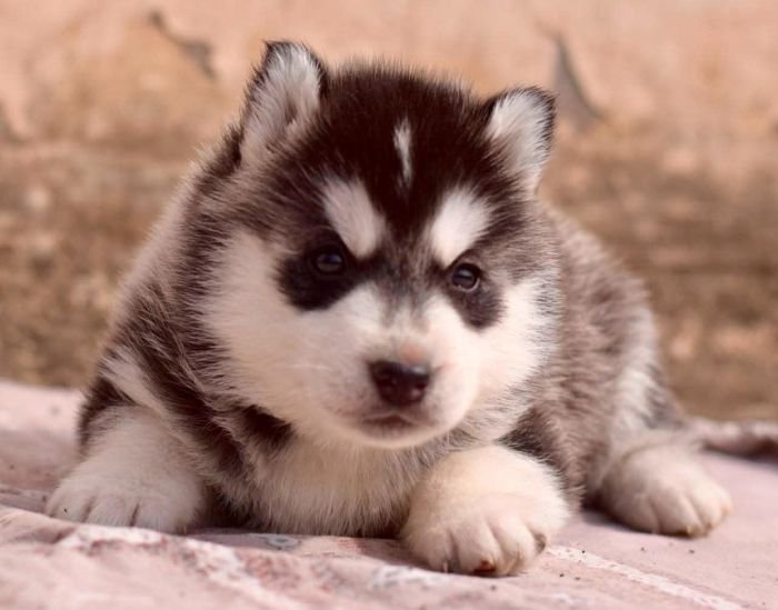 DogsIndia.com - Siberian Husky - Lakhan Soni