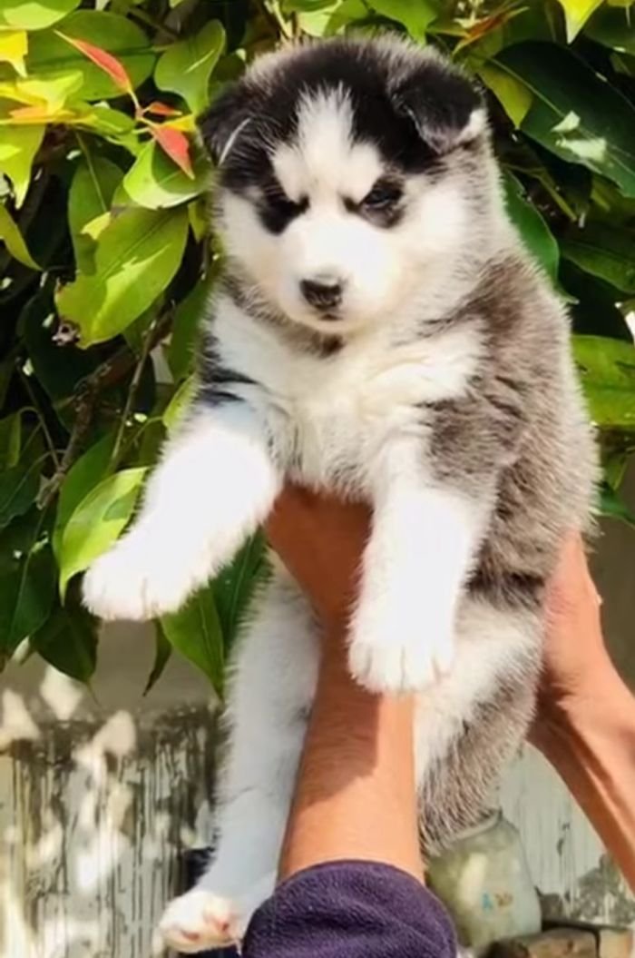 DogsIndia.com - Siberian Husky - Lakhan Soni