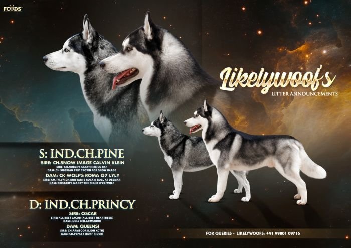 DogsIndia.com - Siberian Husky - Likelywoofs
