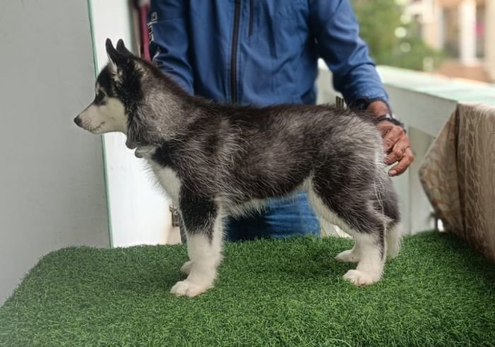 DogsIndia.com - Siberian Husky - Likelywoofs