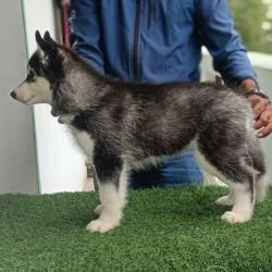 DogsIndia.com - Siberian Husky - Likelywoofs