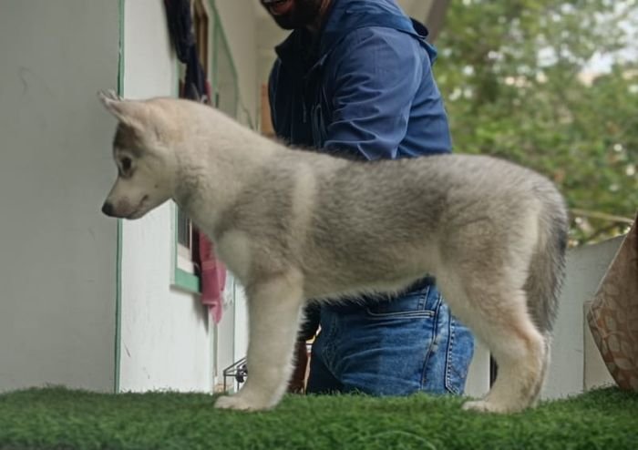 DogsIndia.com - Siberian Husky - Likelywoofs